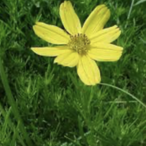 Prairie coreopsis – Coreopsis palmata