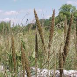Purple top grass – Tridens flavus