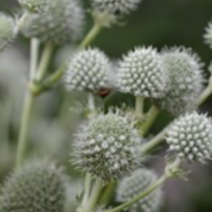 Rattlesnake master – Eryngium yuccifolium