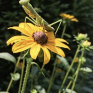 Showy coneflower – Rudbeckia fulgida