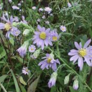 Smooth Blue aster – Symphyotrichum laeve
