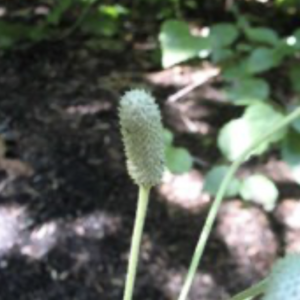 Thimbleweed – Anemone cylindrica