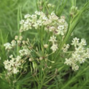 Whorled milkweed – Asclepias verticillata