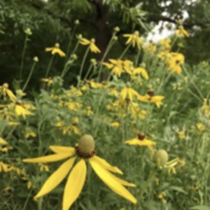 Yellow coneflower – Ratibida pinnata