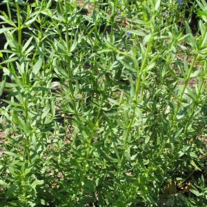 Hyssop – Hyssopus officinalis