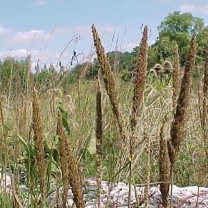 Purple top grass – Tridens flavus