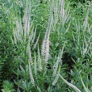 Culver's root - Veronicastrum virginicum