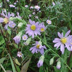 Smooth Blue aster – Symphyotrichum laeve