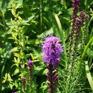 Marsh blazing star – Liatris spicata
