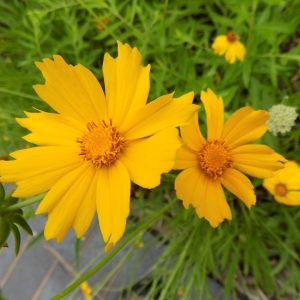 Lanceleaf coreopsis – Coreopsis lanceolata