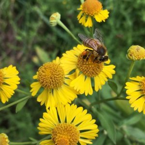 Dog Tooth Daisy - Helenium autumnale