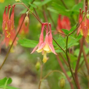 Columbine –  Aquilegia canadensis