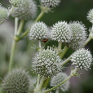 Rattlesnake master – Eryngium yuccifolium