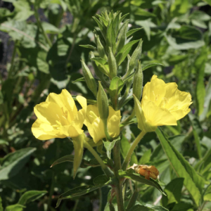 Evening Primrose – Oenothera biennis