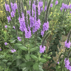 Hoary Vervain – Verbena stricta