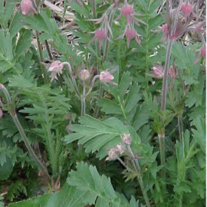 Prairie Smoke – Geum tyriflorum